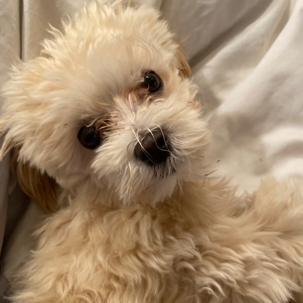 Meet your Posher, Sophie